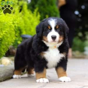 Sir Walter, Bernese Mountain Dog Puppy